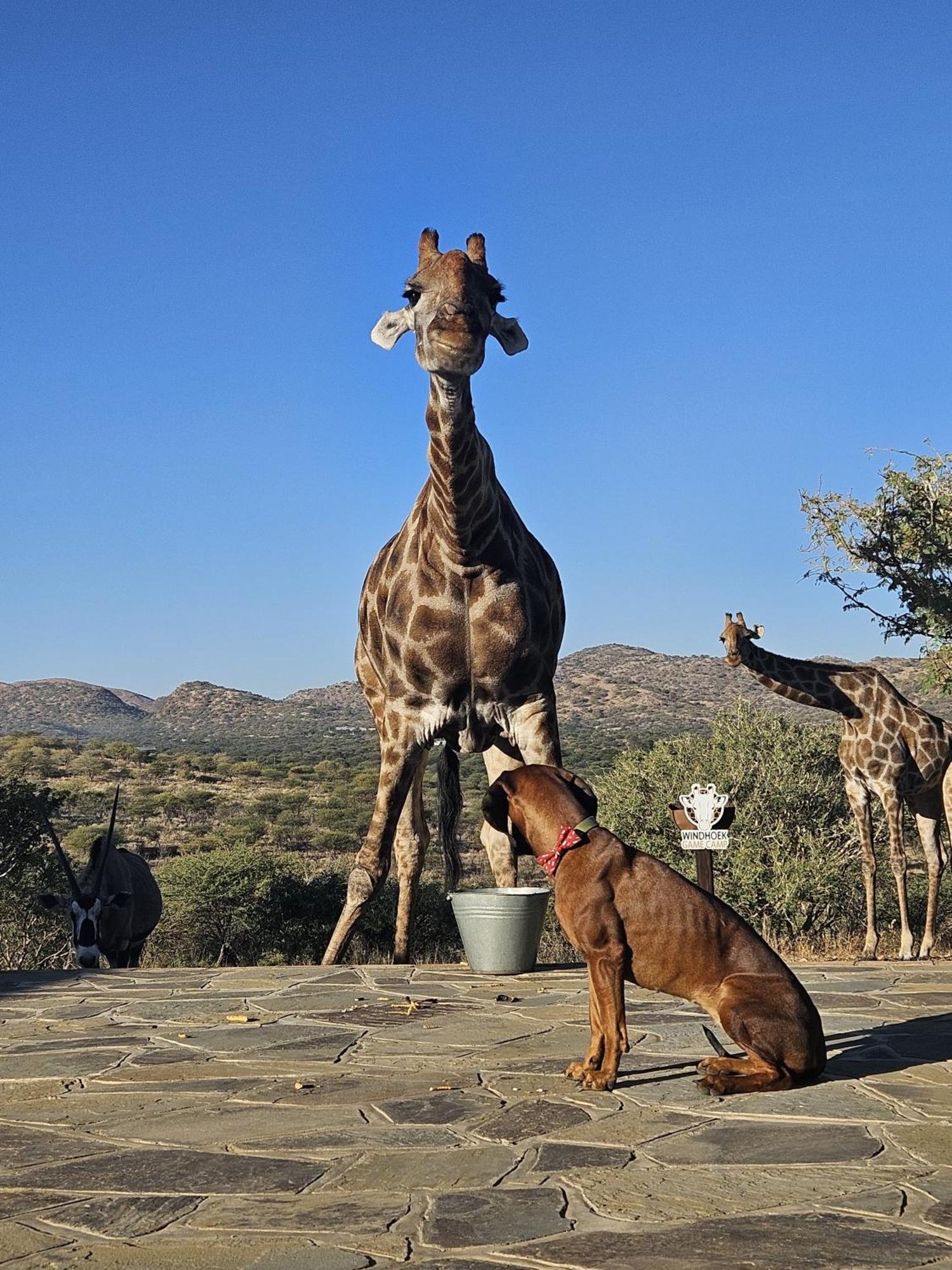 Windhoek Game Camp Lafrenz Township Bagian luar foto